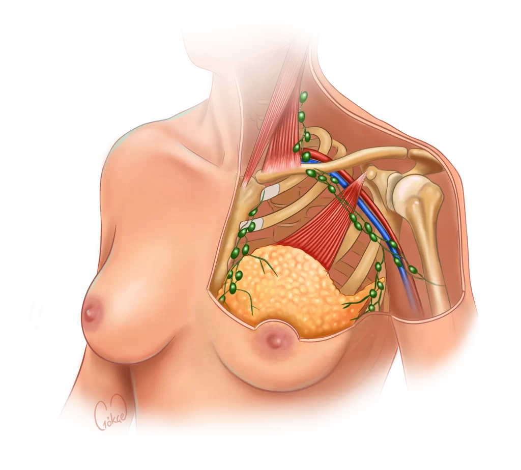 lymph nodes