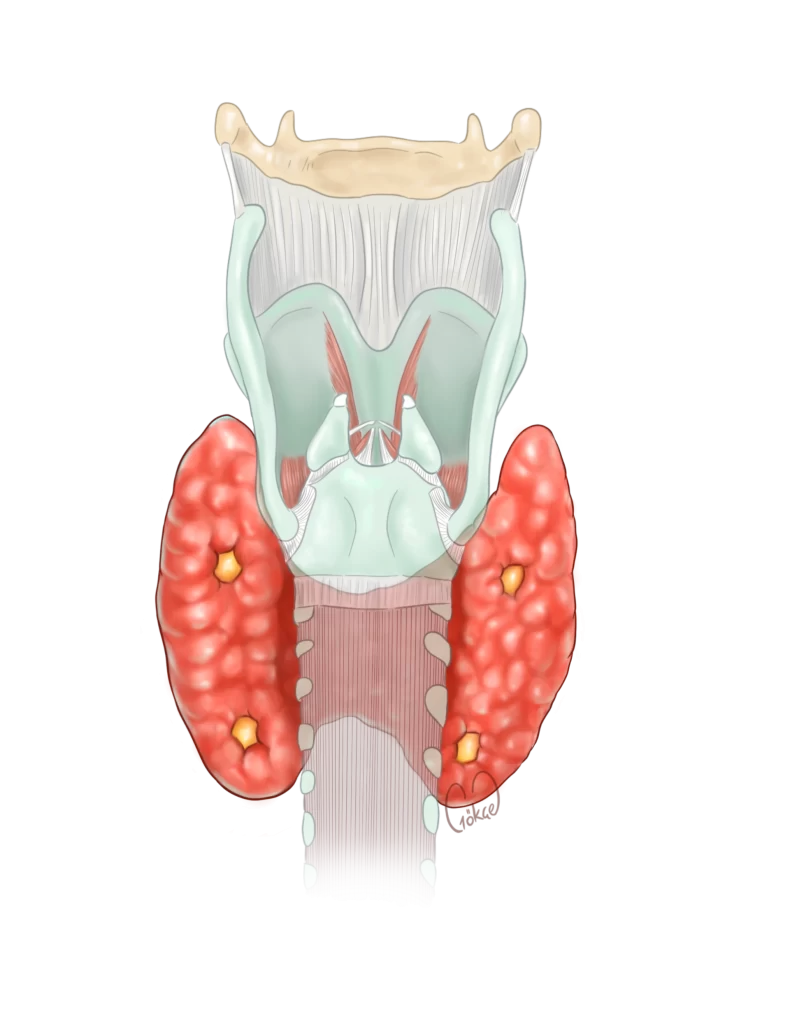 parathyroid anatomy ver2