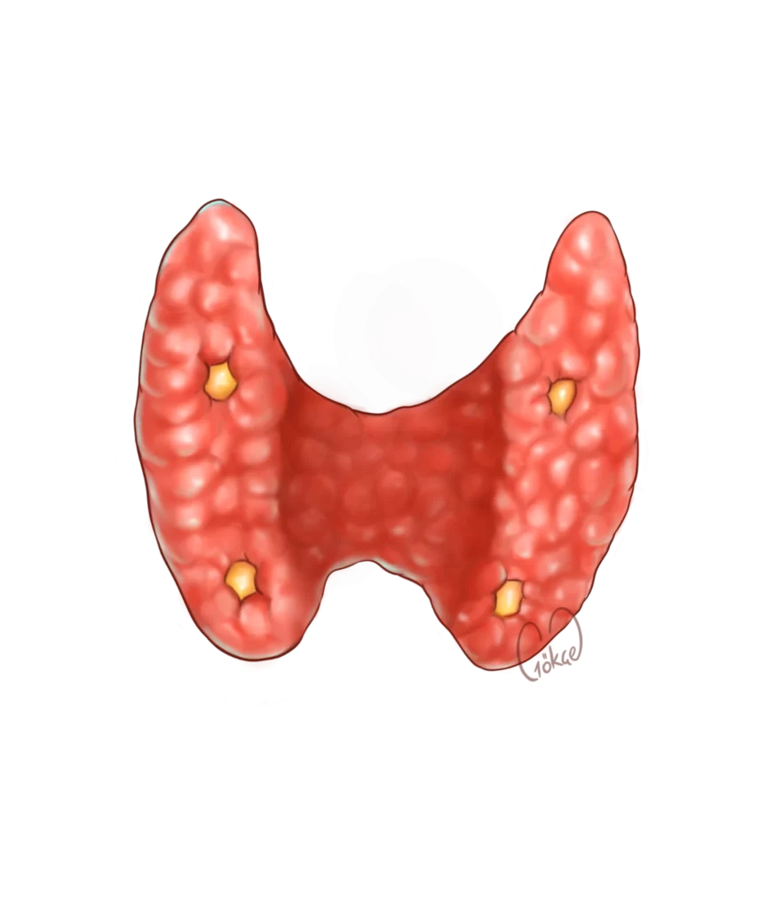 parathyroid anatomy ver3