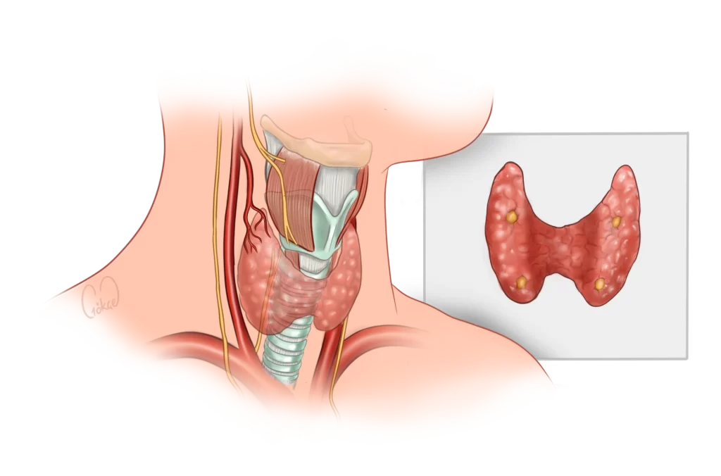 thyroid anatomy