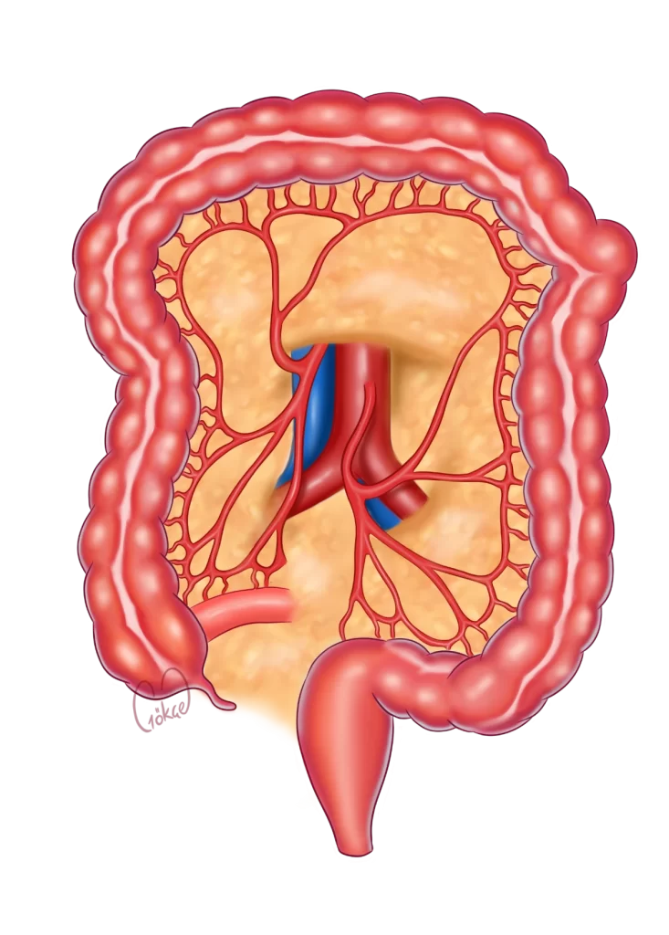 colon anatomy